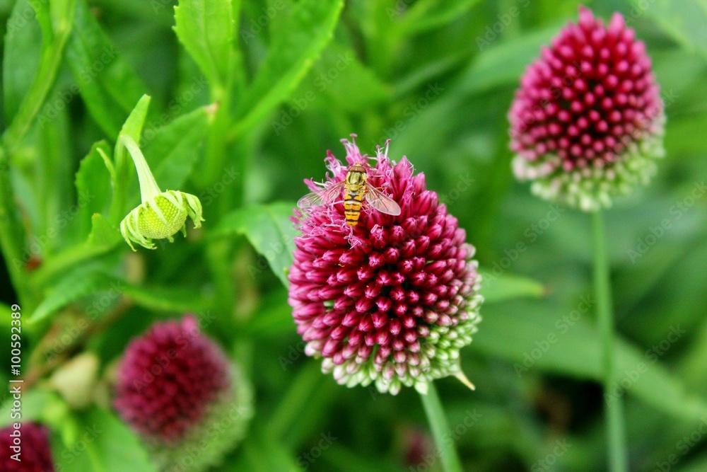Insect seeking pollen on lollipop-shaped, purple Allium sphaerocephalon Insect seeking pollen on lollipop-shaped, purple Allium sphaerocephalon
