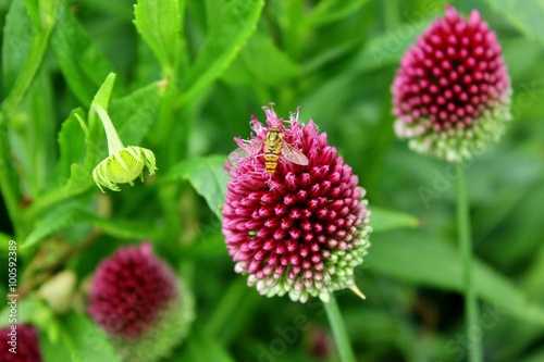 Insect seeking pollen on lollipop-shaped, purple Allium sphaerocephalon
