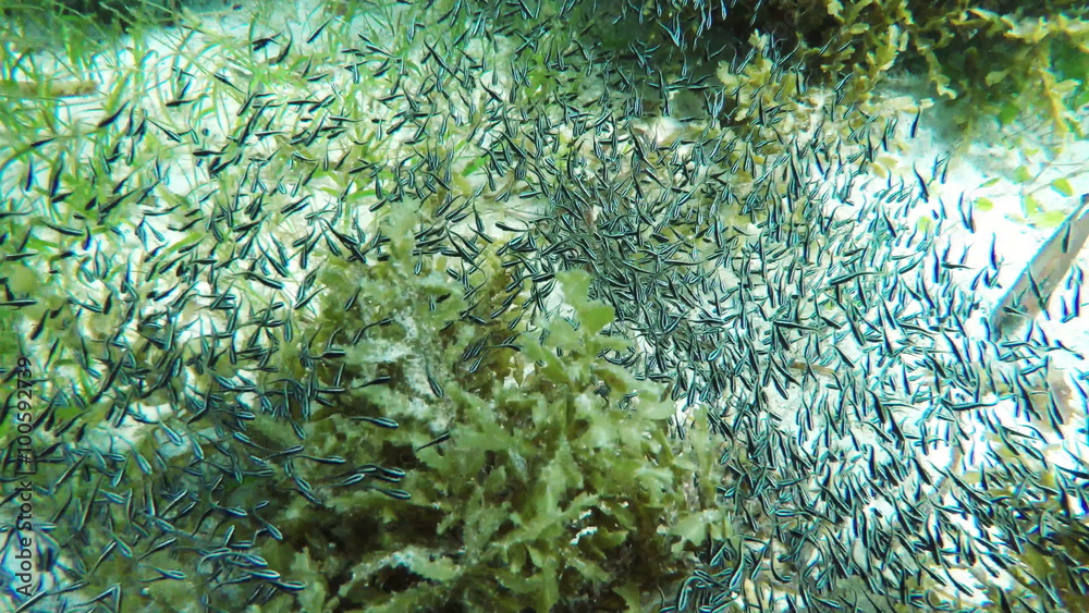 Many reef fish in the tropical sea on a coral reef.tropical underwater world.Diving and snorkeling in the tropical sea.Travel concept,Adventure concept.4K video,ultra HD. Many reef fish in the tropical sea on a coral reef.tropical underwater world.Diving and snorkeling in the tropical sea.Travel concept,Adventure concept.4K video,ultra HD.