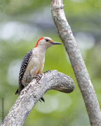 Red Bellied Woodpecker perched in tree © Steve Biegler