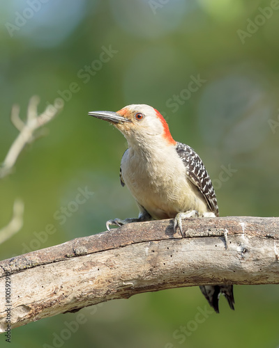 Red Bellied Woodpecker perched in tree