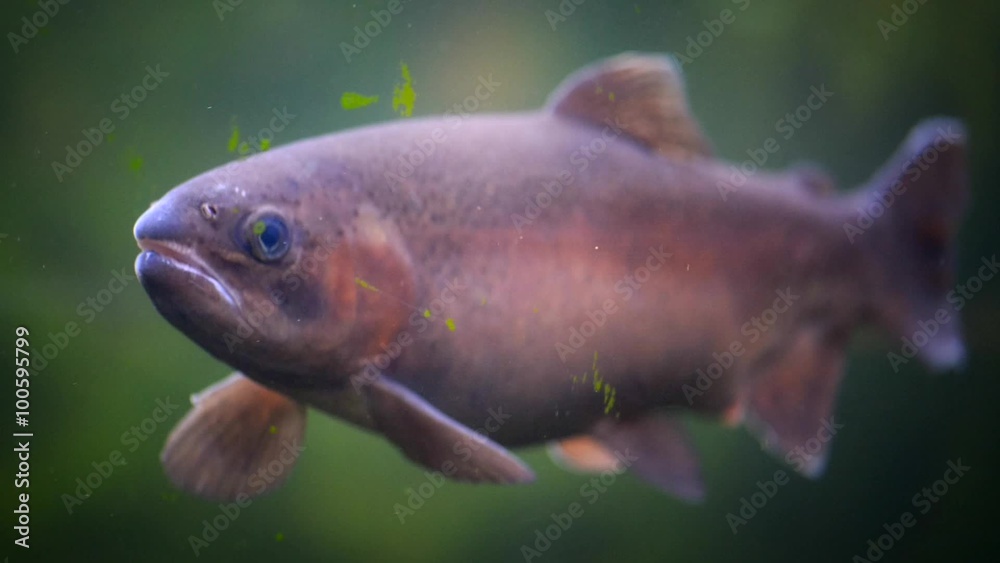 Exotic fish in aquarium Exotic fish in aquarium