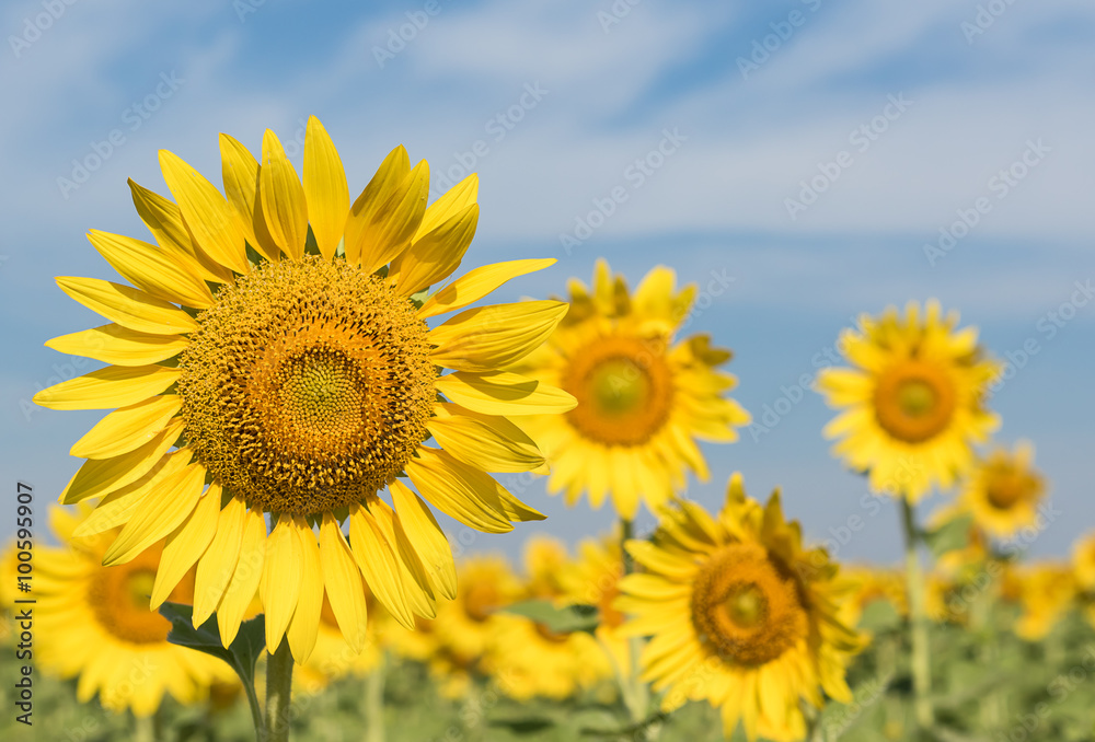 Sun flowers field Sun flowers field