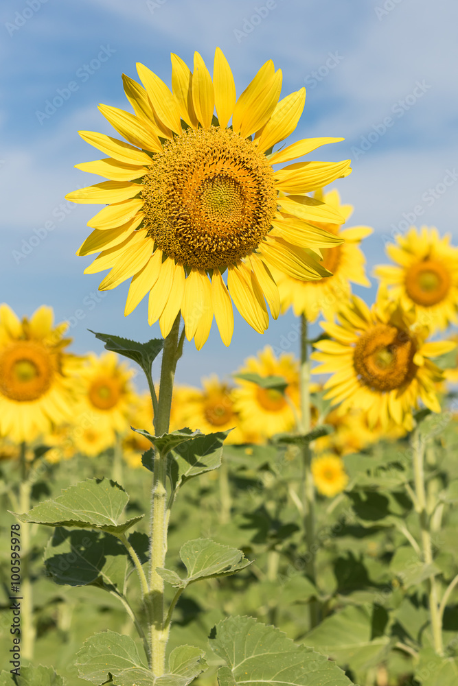 Sun flowers field