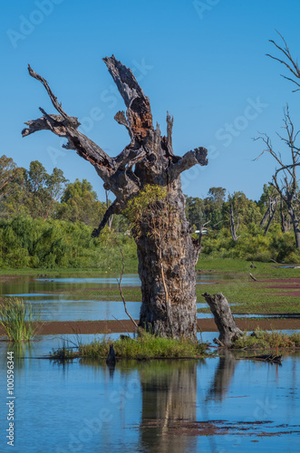 The Murray River National Park in outback South Australia has beautiful and serene backwater lagoons
