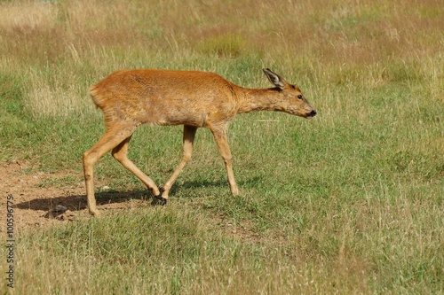 Young female European roe deer walking on the grass.