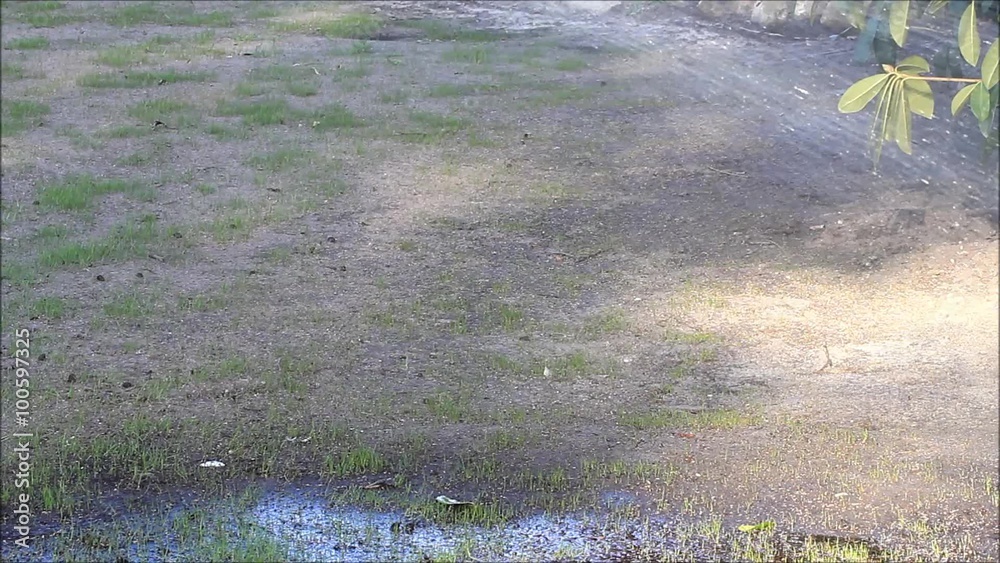 watering on growing lawn 
