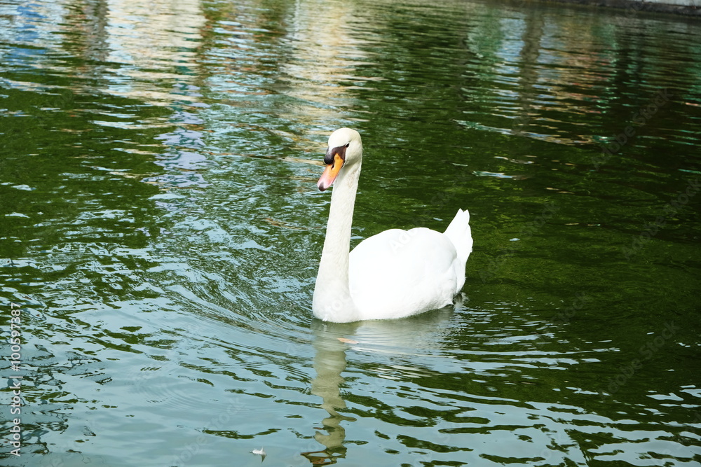 Fototapeta premium White swan in the Lake