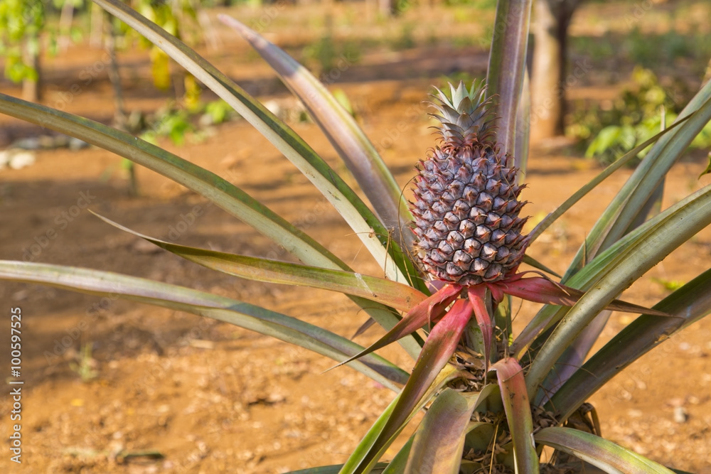 pineapple fruit plantation field, farm land, laos pineapple fruit plantation field, farm land, laos