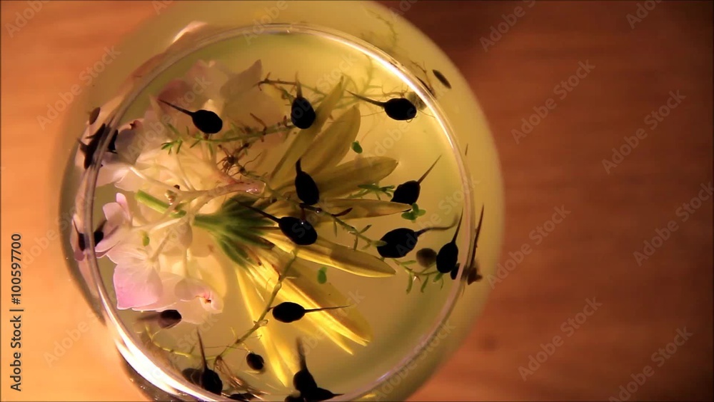 Kaulquappen im Glas mit Blume
