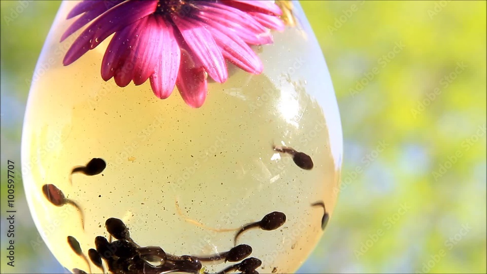Kaulquappen im Glas mit Blume
