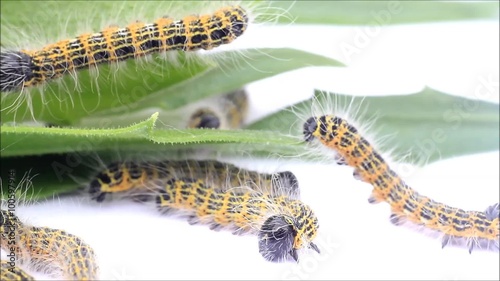 Raupe Mondvogel Phalera bucephala, makro
 photo