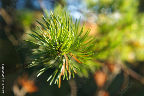 Branch of pinetree tree