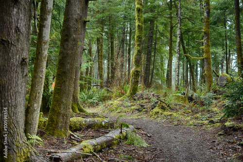 fort to sea hiking trail in the rain forest of the Pacific Northwest