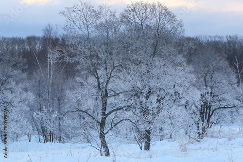 Wallpaper Mural 冬の風景 Torontodigital.ca