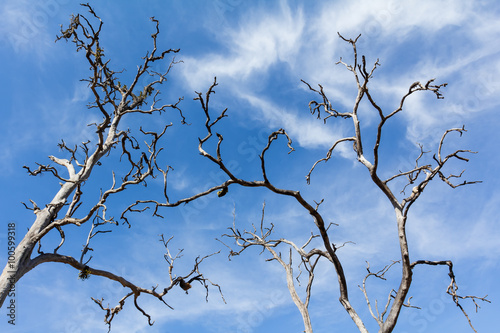 Dead trees and blue sky