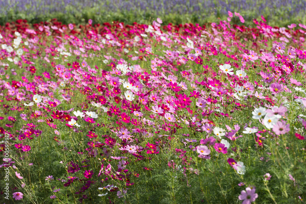 Cosmos flowers blooming in the garden.