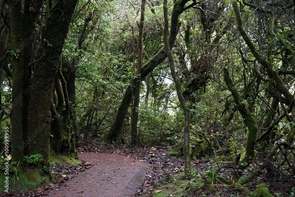 Walkway through Cloud Forest, Poas Volcano National Park, Costa Rica Walkway through Cloud Forest, Poas Volcano National Park, Costa Rica