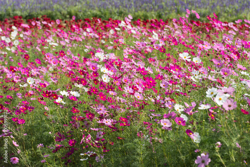 Cosmos flowers blooming in the garden.