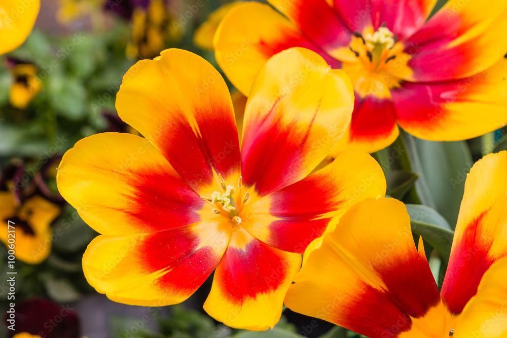 closeup of yellow and red tulips in bloom closeup of yellow and red tulips in bloom