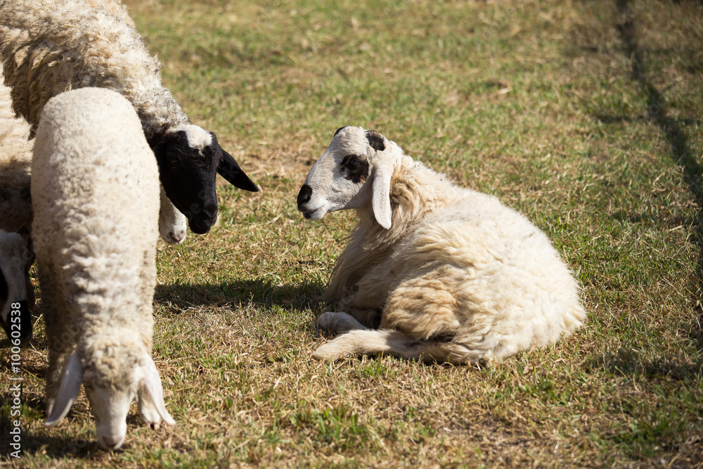 Fototapeta premium The sheeps on a farm