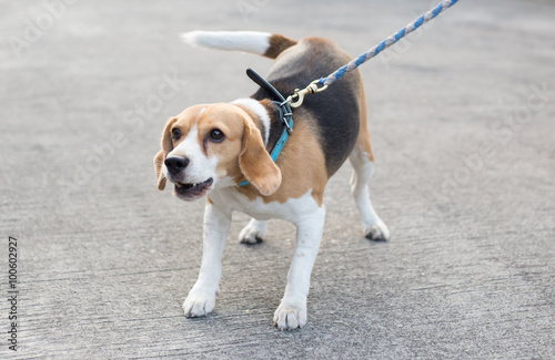barking beagle