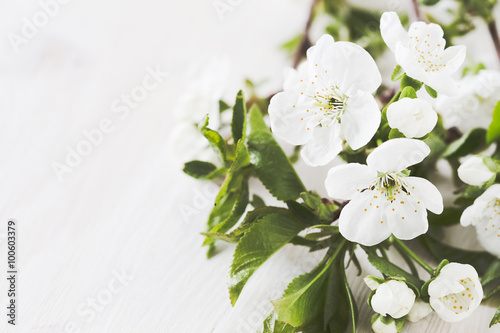 Blossoming branch on a wooden background