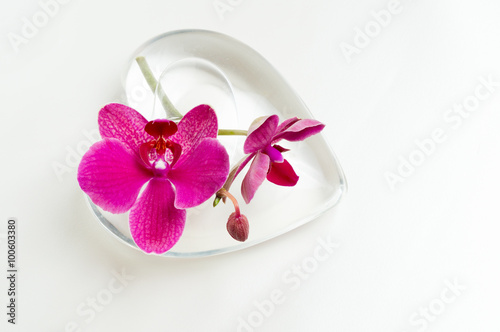 Pink Phaleonopsis orchid in a heart shaped vase out of glass