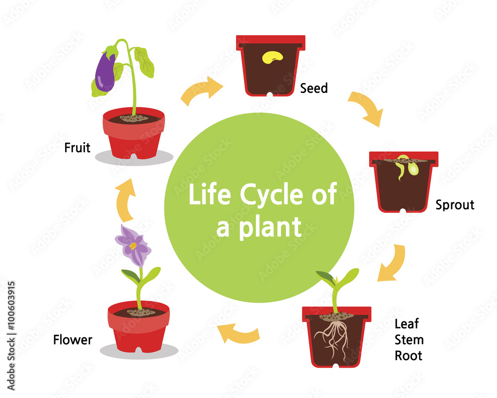 A cycle of a plants growth from seed to fruit