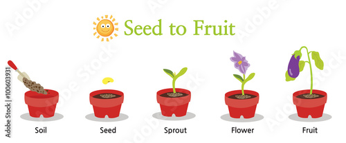 Steps of a plant growing isolated in white