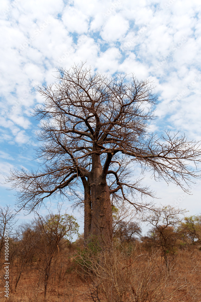 Lonely old baobab tree