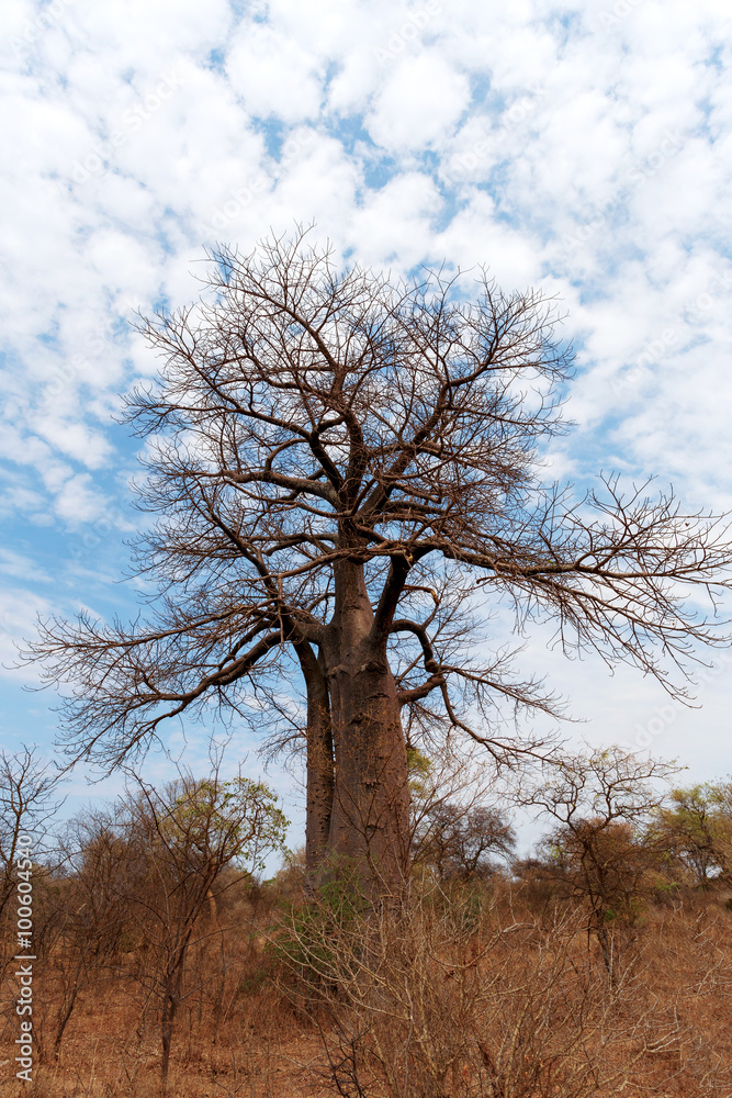 Lonely old baobab tree Lonely old baobab tree