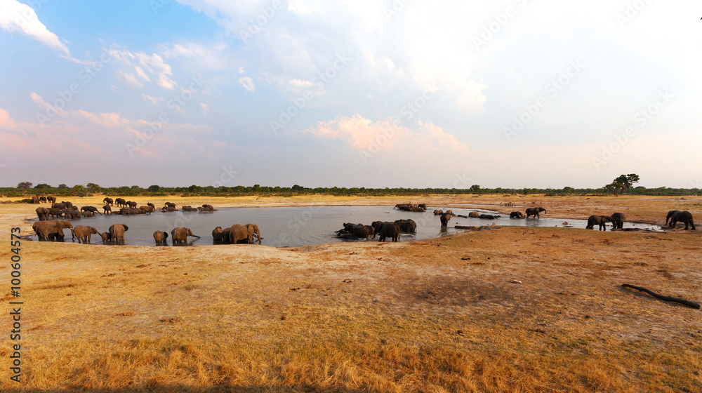 herd of African elephants drinking at a muddy waterhole herd of African elephants drinking at a muddy waterhole