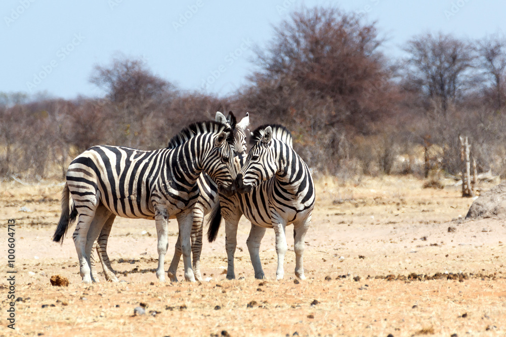 Zebra in african bush