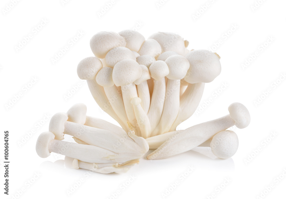 Shimeji mushroom, White beech mushrooms on white background Shimeji mushroom, White beech mushrooms on white background