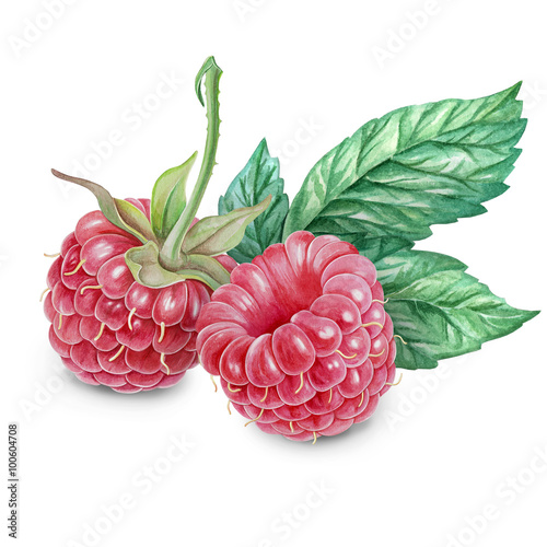 Raspberry watercolor