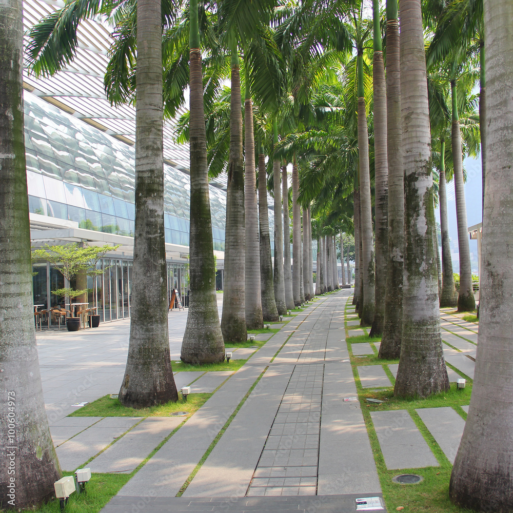 Obraz premium Row of palm trees