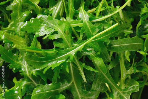 Fotografie fresh arugula leaves