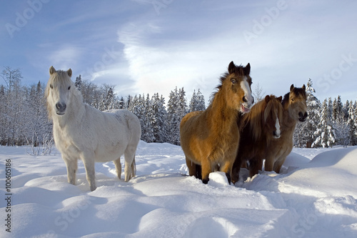 Fototapeta Naklejka Na Ścianę i Meble -  Welsh Ponies, group standing on meadow in deep snow