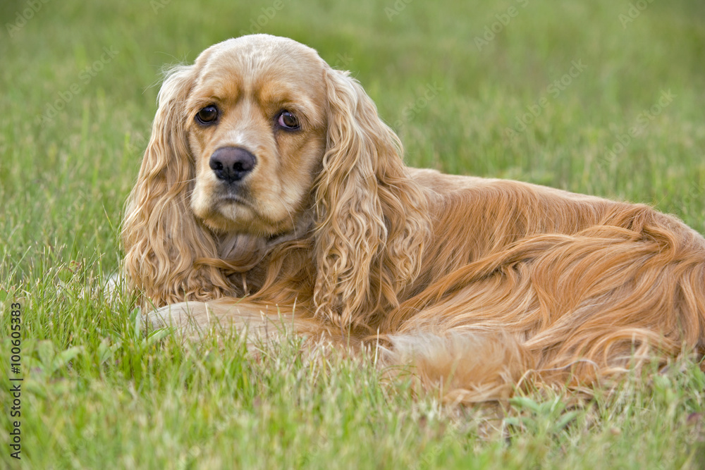 Cocker Spaniel, female resting in grass, portrait Cocker Spaniel, female resting in grass, portrait