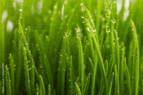 Water drops on the green grass in the morning, spring concept