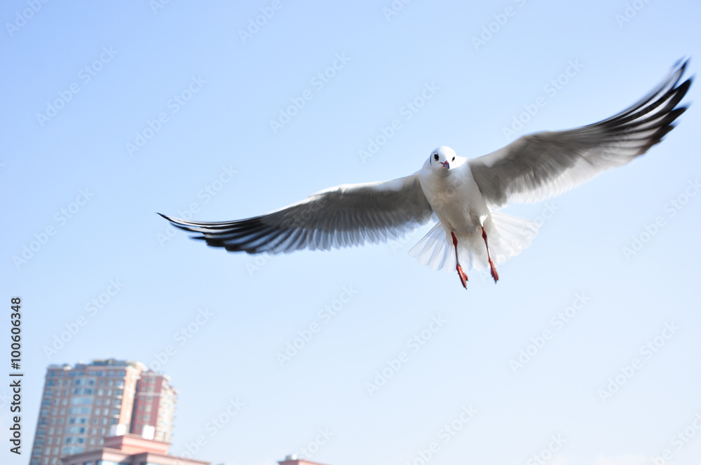 Fototapeta premium The beauty of the sea gull