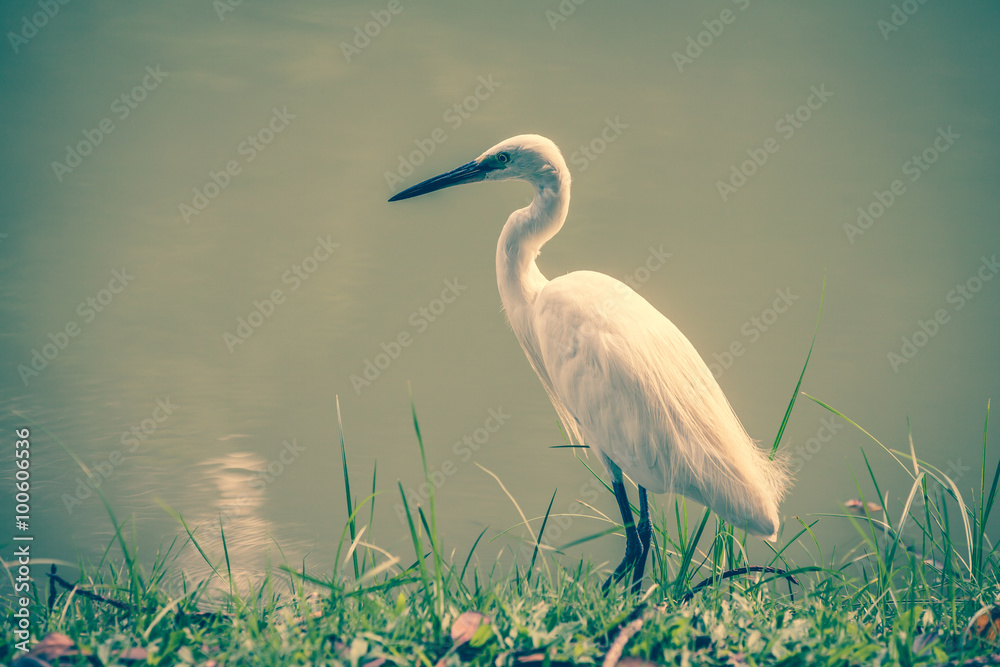 Fototapeta premium Animals in Wildlife - White Egrets.