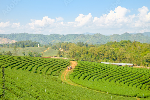 tea plantations