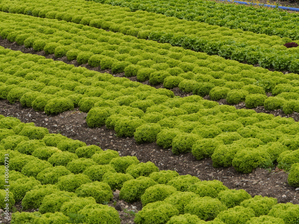 lettuce garden