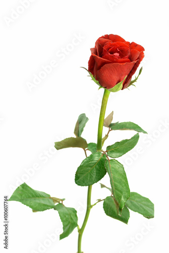 Rose in white background