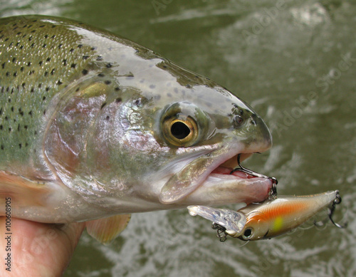 Fototapeta Naklejka Na Ścianę i Meble -  Fishing - rainbow trout