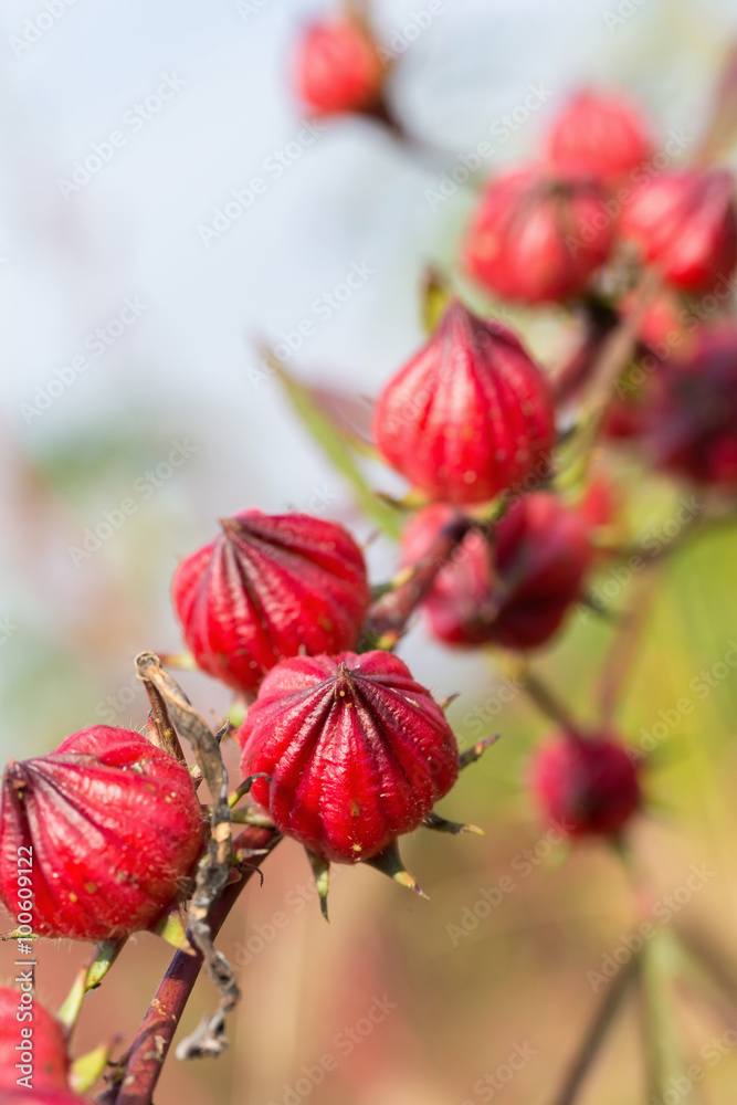 Fototapeta premium Roselle flowers,red Roselle flowers in the garden,Jamaica Sorrel