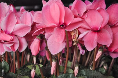 Cyclamen flower