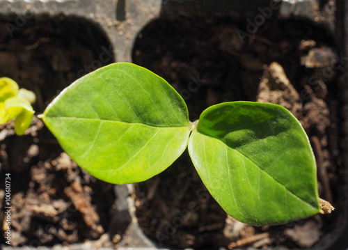 Zamia plant leaf photo